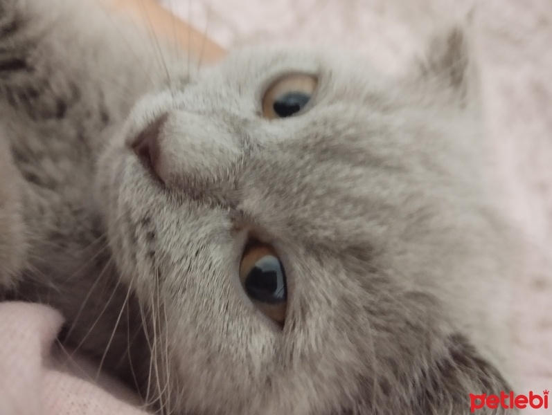 Scottish Fold, Kedi  Pati fotoğrafı