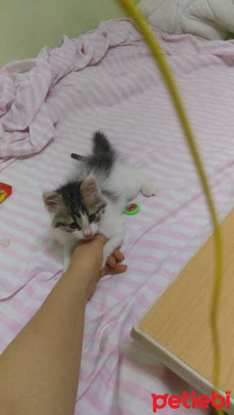 Tekir Kedi, Kedi  Çekirdek fotoğrafı
