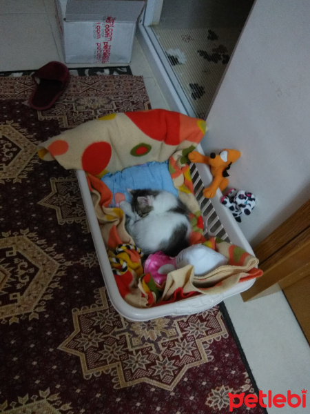 Tekir Kedi, Kedi  Çekirdek fotoğrafı