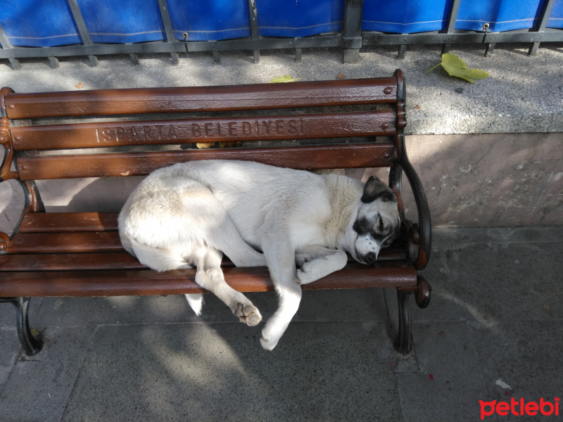 Tekir Kedi, Kedi  Çekirdek fotoğrafı