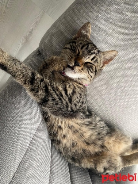 Tekir Kedi, Kedi  Gırgır fotoğrafı