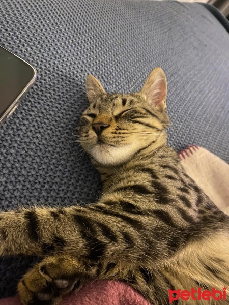 Tekir Kedi, Kedi  Gırgır fotoğrafı
