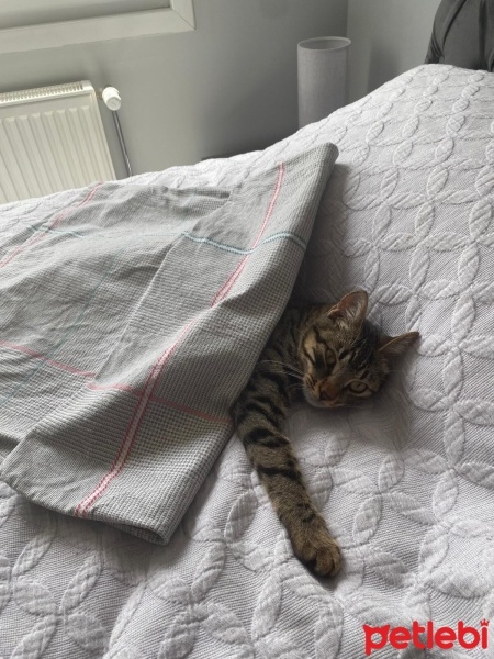 Tekir Kedi, Kedi  Gırgır fotoğrafı