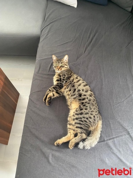 Tekir Kedi, Kedi  Gırgır fotoğrafı