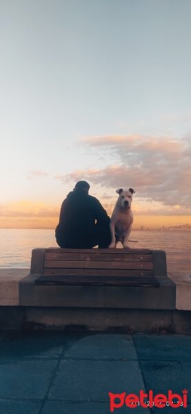 Amerikan Staffordshire Terrier, Köpek  Baron fotoğrafı