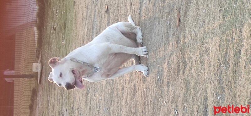 Amerikan Staffordshire Terrier, Köpek  Baron fotoğrafı