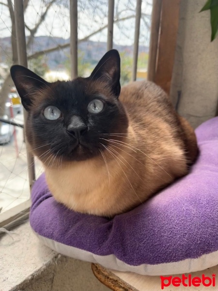 Siyam Kedisi, Kedi  Namık fotoğrafı