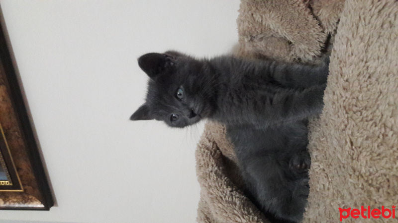 British Shorthair, Kedi  Bomonti  fotoğrafı