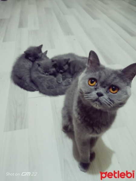 Scottish Fold, Kedi  Dört Yavru fotoğrafı