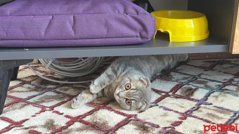 British Shorthair, Kedi  Şeftali fotoğrafı