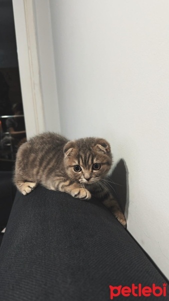 British Shorthair, Kedi  Şeftali fotoğrafı