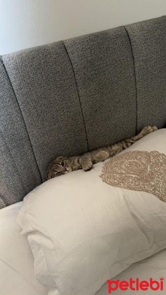British Shorthair, Kedi  Şeftali fotoğrafı