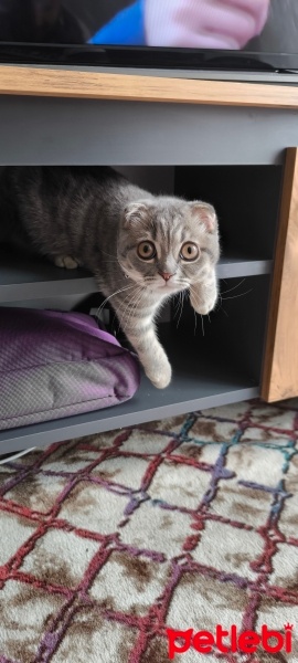 British Shorthair, Kedi  Şeftali fotoğrafı