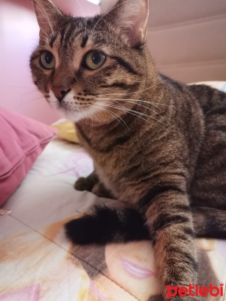 Tekir Kedi, Kedi  Linda fotoğrafı