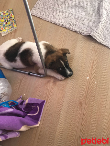 Jack Russell Terrier, Köpek  Bobi fotoğrafı