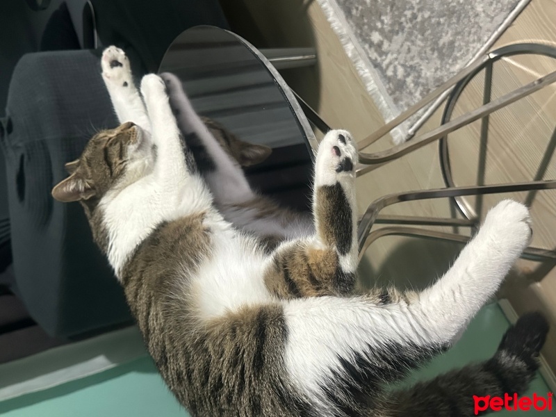 Tekir Kedi, Kedi  Romeo fotoğrafı
