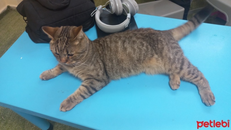 Tekir Kedi, Kedi  Mia fotoğrafı