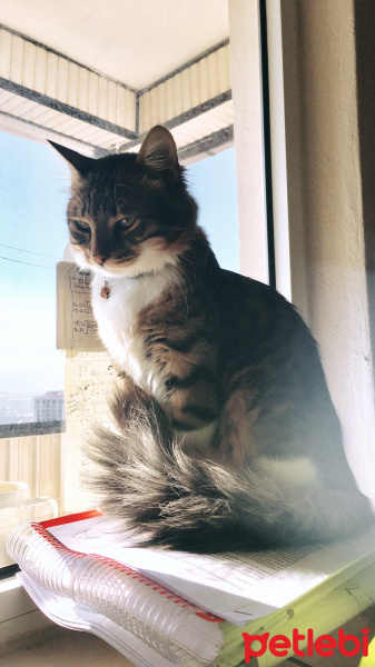 Maine Coon, Kedi  Ruzgar fotoğrafı