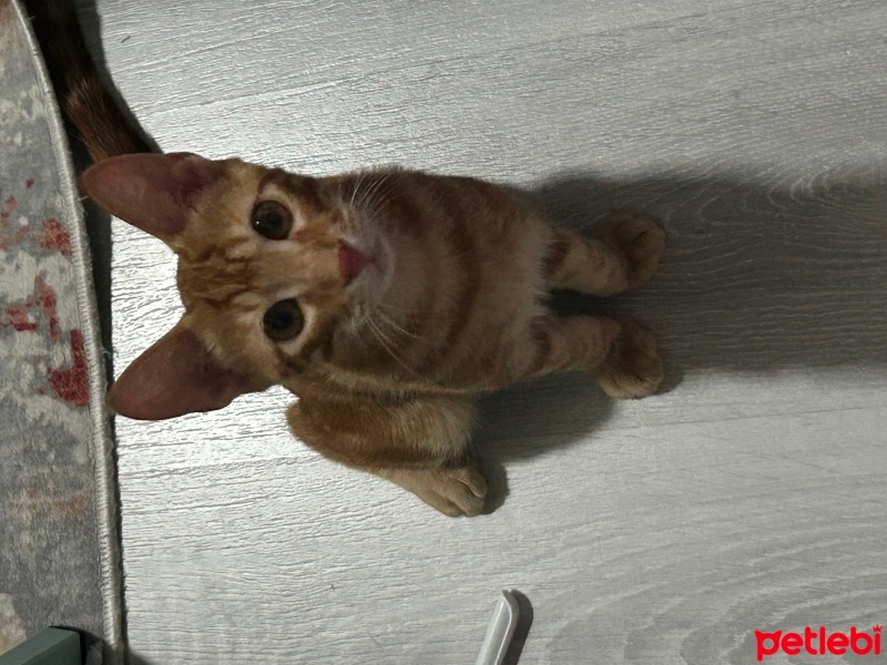 Sarman, Kedi  Sekiz fotoğrafı