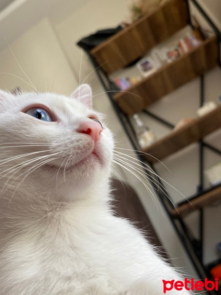 Van Kedisi, Kedi  pera fotoğrafı