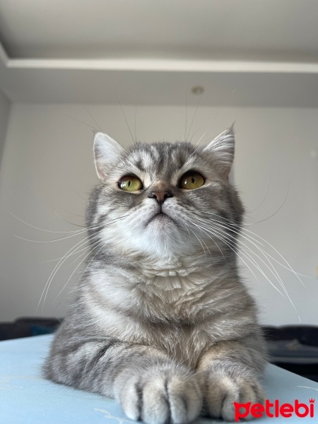 British Shorthair, Kedi  Eva fotoğrafı