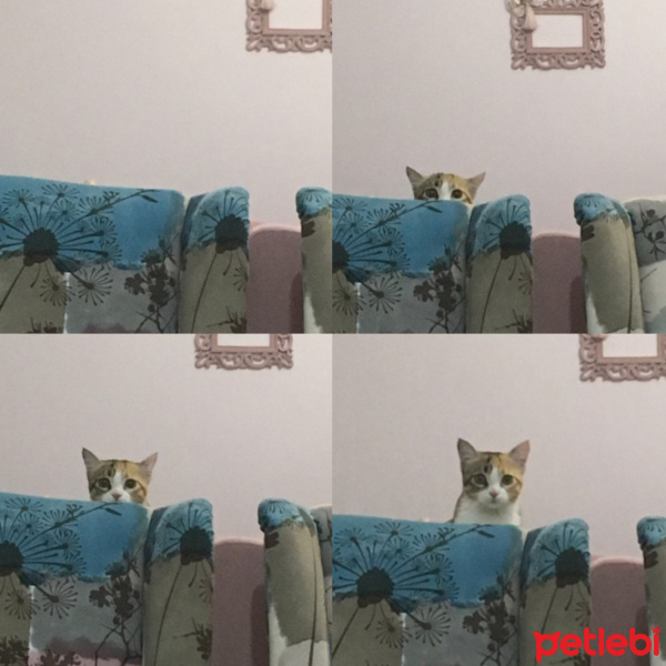 Tekir Kedi, Kedi  Çiko fotoğrafı