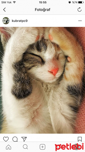 Tekir Kedi, Kedi  Çiko fotoğrafı