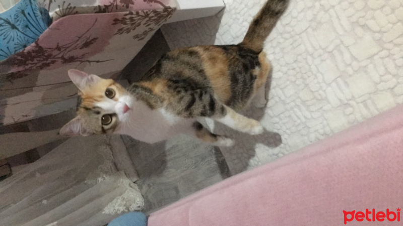 Tekir Kedi, Kedi  Çiko fotoğrafı