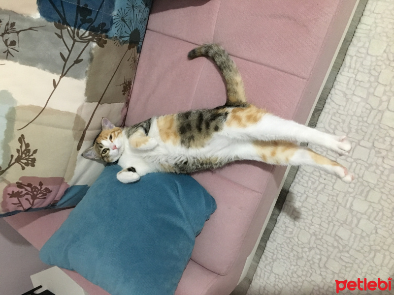 Tekir Kedi, Kedi  Çiko fotoğrafı