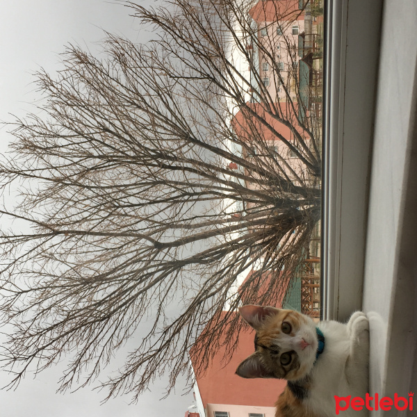 Tekir Kedi, Kedi  Çiko fotoğrafı