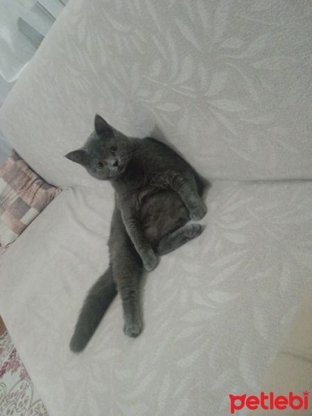 British Shorthair, Kedi  Pofi fotoğrafı