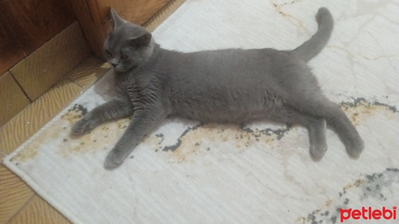 British Shorthair, Kedi  Pofi fotoğrafı