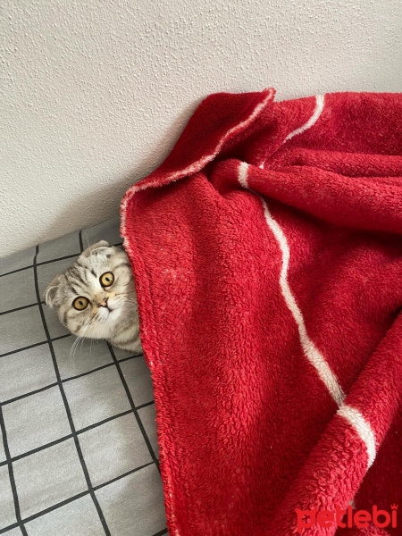 Scottish Fold, Kedi  Mia fotoğrafı