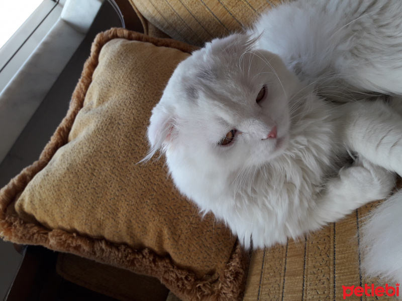 Scottish Fold, Kedi  Paşa fotoğrafı