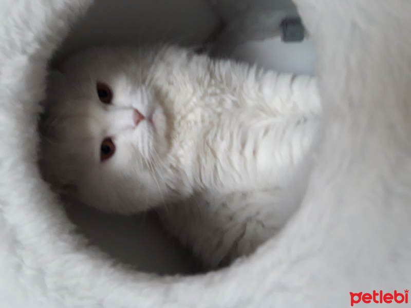 Scottish Fold, Kedi  Paşa fotoğrafı