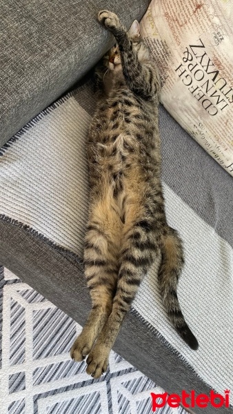 Tekir Kedi, Kedi  Çakıl fotoğrafı