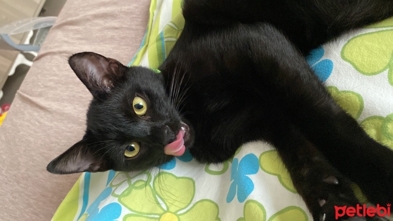 Tekir Kedi, Kedi  Haku fotoğrafı