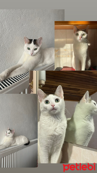 Tekir Kedi, Kedi  Masal fotoğrafı