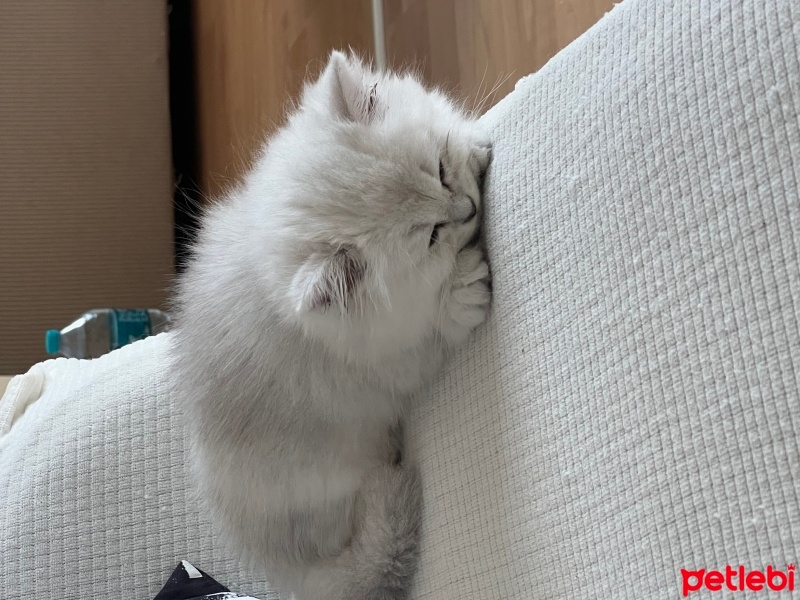 British Longhair, Kedi  Lokum fotoğrafı