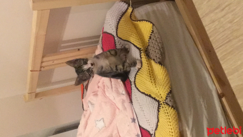 Bengal, Kedi  Dıbık fotoğrafı