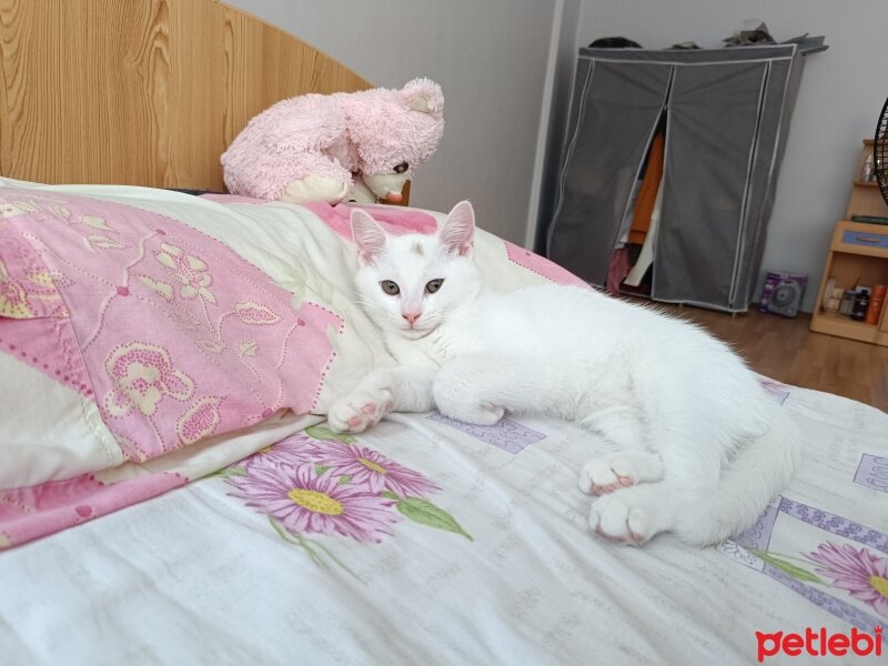 Ankara Kedisi, Kedi  Pamuk fotoğrafı