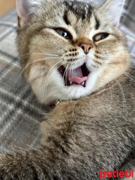 British Shorthair, Kedi  Mia fotoğrafı