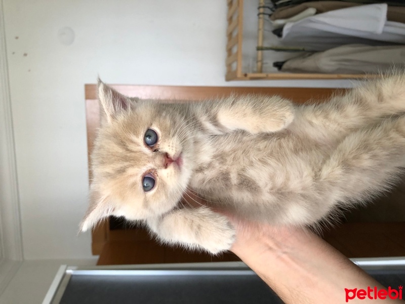 British Shorthair, Kedi  İsimsiz fotoğrafı