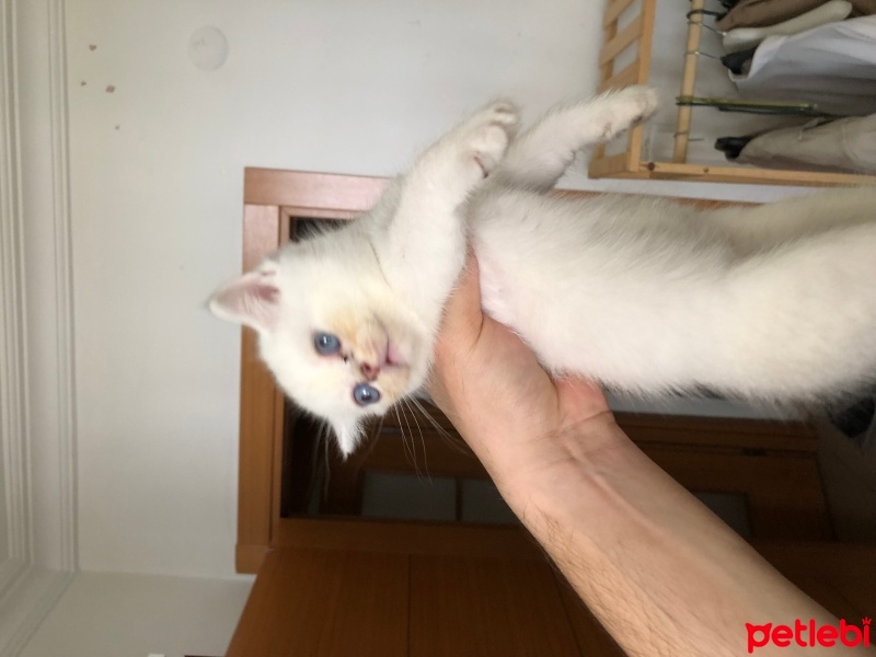 British Shorthair, Kedi  İsimsiz fotoğrafı