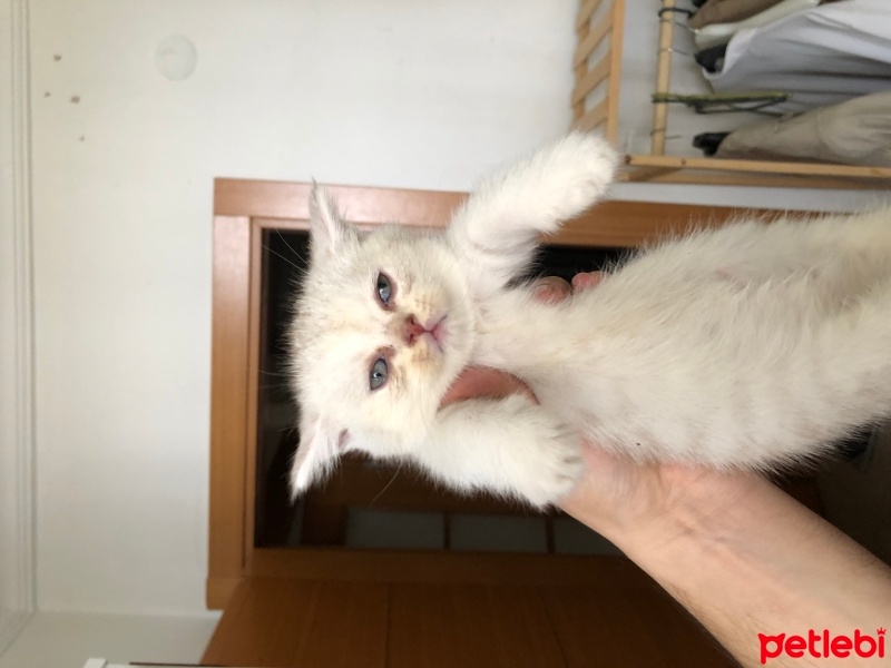 British Shorthair, Kedi  İsimsiz fotoğrafı