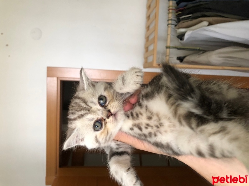 British Shorthair, Kedi  İsimsiz fotoğrafı