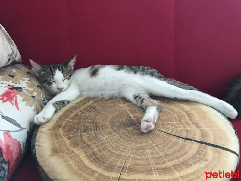 Tekir Kedi, Kedi  sezar fotoğrafı