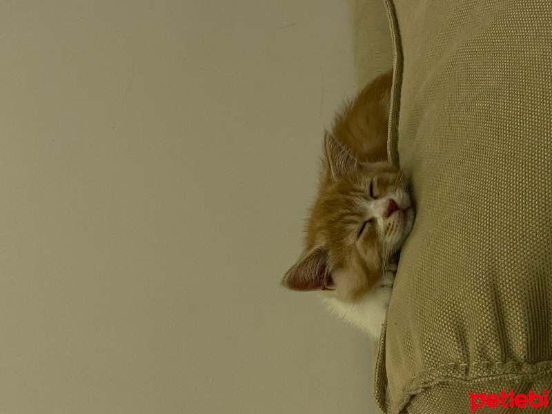 Sarman, Kedi  Leo fotoğrafı