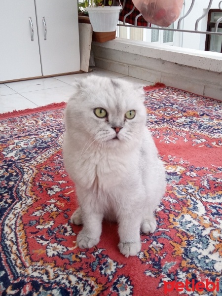 Scottish Fold, Kedi  Muffin fotoğrafı