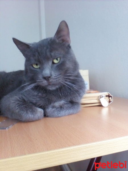 Chartreux, Kedi  duman fotoğrafı